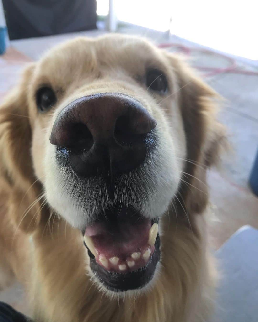 モヒートさんのインスタグラム写真 - (モヒートInstagram)「Hi! Here’s my toofers. I hope they make you smile too. ------------------------------- #goldensofig #goldenretriever  #goldenretrieversofinstagram #betterwithpets #dogsofig  #dogsofinstagram #fluffypack #gloriousgoldens #welovegoldens #ilovemydog #goldenlife #bestwoof #ProPlanDog #ilovegolden_retrievers #mydogiscutest #retrieversgram #dogsofcle  #crookedteeth #teefs」6月7日 11時45分 - mojito_rose_family