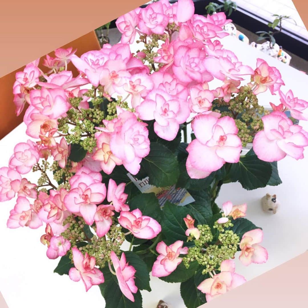 株式会社中川忠工務店さんのインスタグラム写真 - (株式会社中川忠工務店Instagram)「◎一ヶ月ほど前に事務所にきてくれた、紫陽花(^^) 今も綺麗に咲いてくれてます、嬉しい♩  西日がよく当たる事務所なので。 強い日差しのせいか、花の色が変わってきてます。 ◎事務所にいる時間が長いので、季節のお花を飾って愛でるのが毎日の楽しみです。  この紫陽花たち、今まで飾ってきたどの花よりも持ちが良いかも。  さすが梅雨時期のお花なので、お水が大好きとのこと。 お水やりは欠かさずやってます〜 ◎お花を飾るようになって。 自分が癒されるのももちろんですが。  事務所にきてくださるお客様に 「お花綺麗ですね」とおっしゃっていただけたり。  会話が広がるのも嬉しいことのひとつ。  これからも季節のお花を楽しみたいです♩ ・  #紫陽花 #銀河 #ピンキーリング #お花 #お花のある暮らし #花 #花のある暮らし #花のある生活 #梅雨 #家 #家づくり #自然素材 #自然素材住宅 #自然 #マイホーム #工務店 #工務店がつくる家 #注文住宅 #注文住宅新築 #一戸建て #一戸建て新築 #大阪 #枚方 #枚方市 #中川忠工務店 #高断熱高気密 #高断熱 #性能 #新築」6月7日 11時56分 - nakagawachu_koumuten