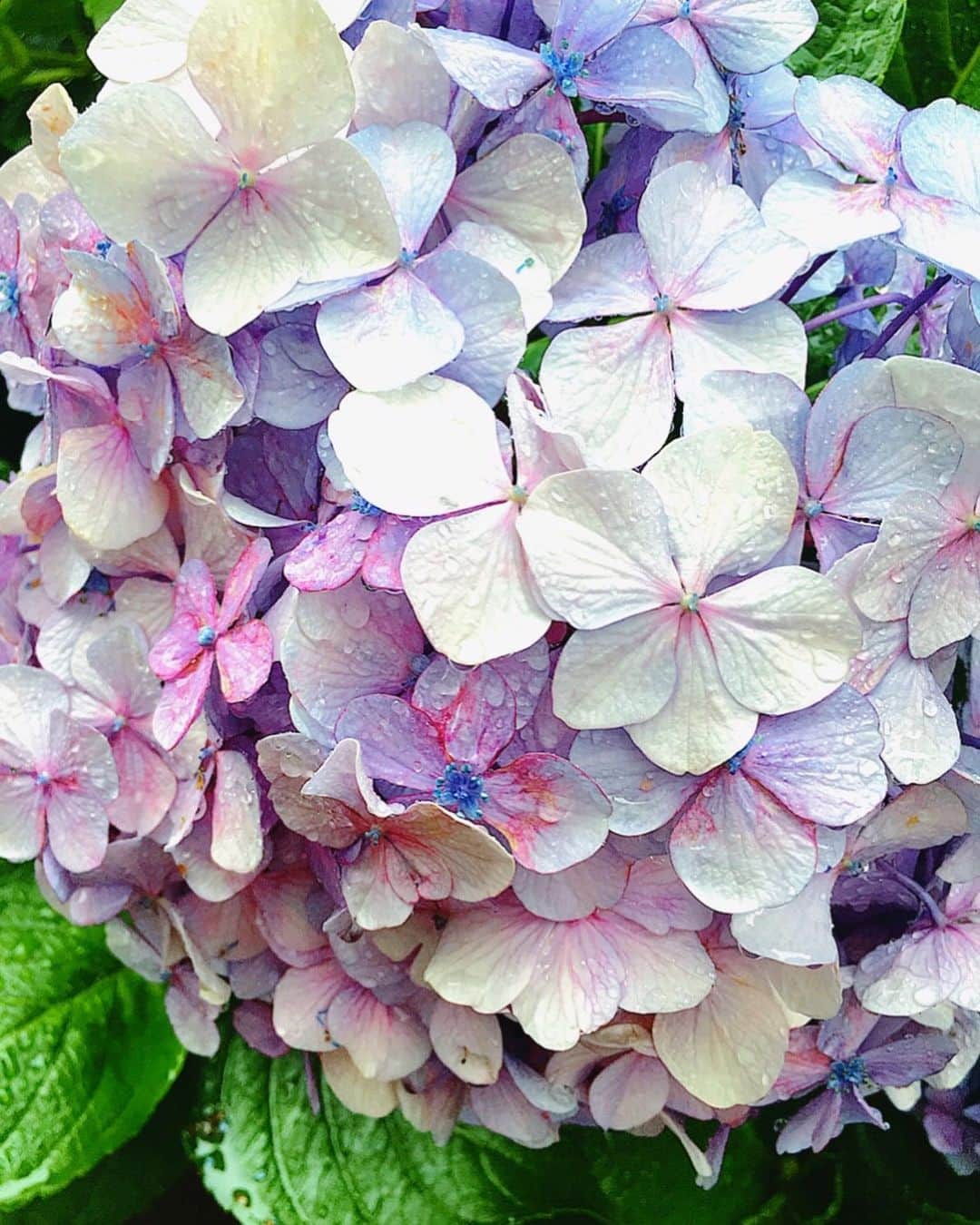 理絵さんのインスタグラム写真 - (理絵Instagram)「🐌☔️🌧 .  #紫陽花 #あじさい #hydrangea #ortensia #수국 #flower #flowers #꽃 #花 #fiore #雨 #비 #pioggia #rain #japan #tokyo」6月7日 12時18分 - ____rie____