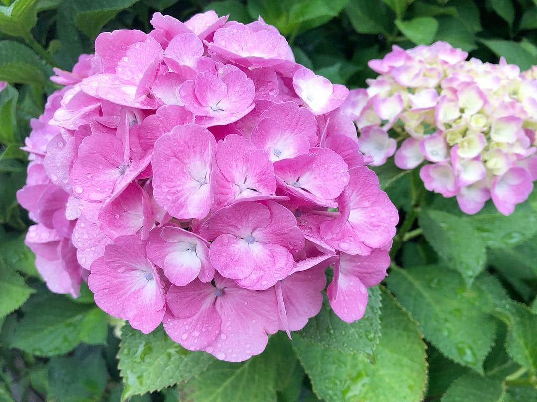 小野恵美のインスタグラム：「雨に濡れて、生き生きの紫陽花💕 関東も梅雨入りしましたね☔️ 大事な予定があるので、日曜日は雨が降らないことを願います🙏 #梅雨入り #梅雨 #雨 #紫陽花 #アジサイ」