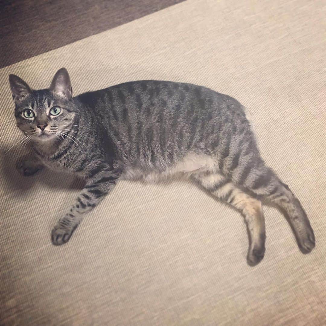 小嶋晶子のインスタグラム：「Let’s play more!🐈🐾 #cat #cats #browntabby #catsofinstagram #catstagram #neko #nekostagram #ねこ #ねこ部 #ねこすたぐらむ #きじとら #きじとらねこ #きじとら女子 #きじとら部 #ネコ #ネコ部  #キジトラ #キジトラネコ #キジトラ部 #かぎしっぽ #かぎしっぽ猫部 #カギしっぽ #カギしっぽ猫 #お腹ハゲてる」
