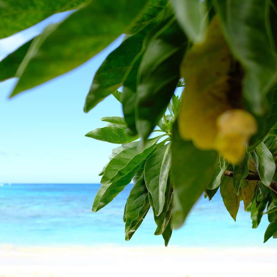 鮎河ナオミさんのインスタグラム写真 - (鮎河ナオミInstagram)「どこまでも広がるパウダースノーの砂浜を独り占めできるワイマナロビーチ😍🌴 . . . . . #stellarhollywood #summer #summerjewelry #palmtrees #happyplace #waimanalo #hawaii #powdersand #turquoisewaters #おすすめビーチ #ワイマナロ #ハワイ」6月7日 13時03分 - naomiayukawa
