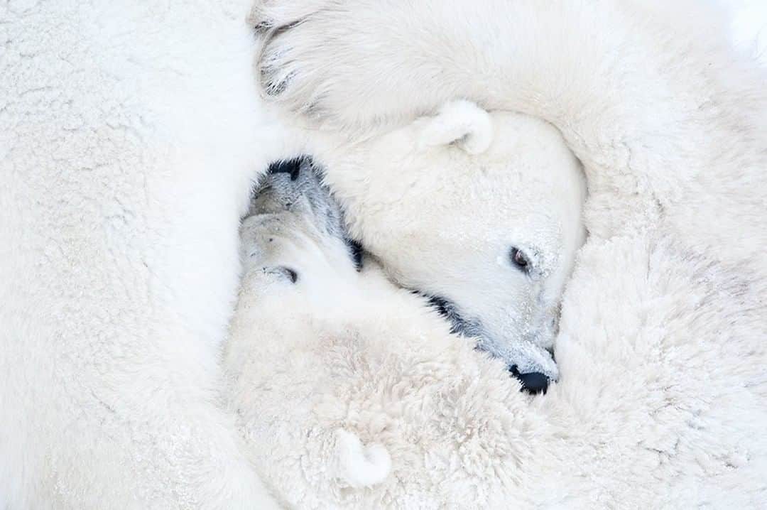 National Geographic Travelさんのインスタグラム写真 - (National Geographic TravelInstagram)「Photo by @DaisyGilardini | Polar bears lead solitary lives for the most part. Every year, though, in October and November, they congregate around Hudson’s Bay in Manitoba, and wait for bay to freeze before heading out to hunt seals on the pack ice. Play fighting between sub-adults is common during the long wait for the ice to freeze. This behaviour is good practice for the more serious competition during mating season. Follow me @DaisyGilardini for more images and stories behind the scenes. #polarbear #wapusknationalpark #climatechange #gratitude」6月7日 13時03分 - natgeotravel