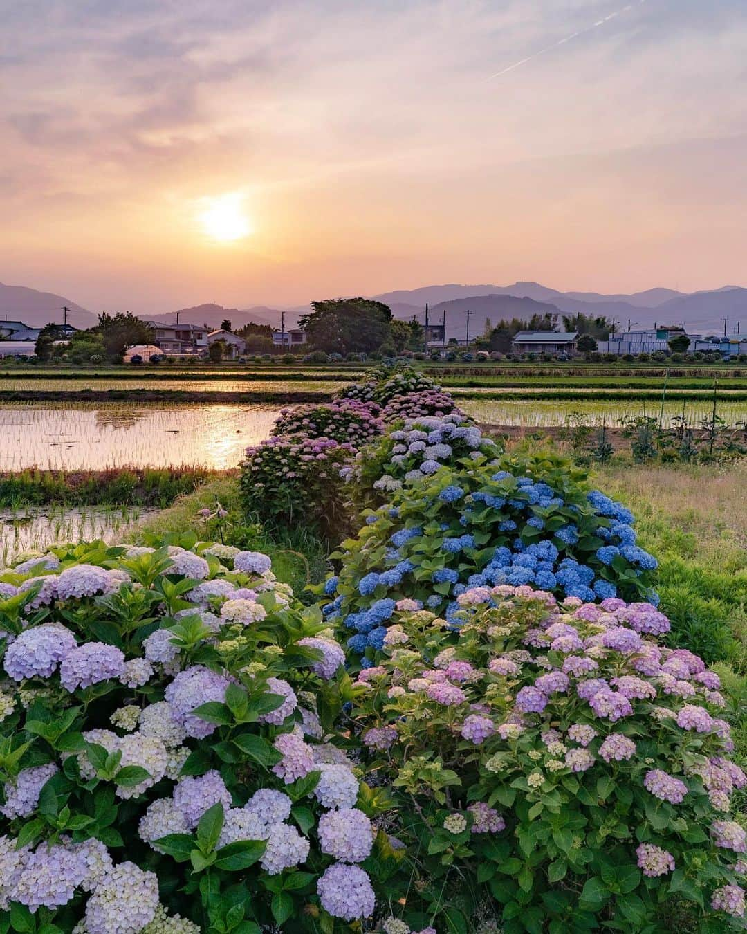 masayaさんのインスタグラム写真 - (masayaInstagram)「in the rice fields 梅雨入り前の夕焼け。日が暮れるまでいました。田んぼを見てると落ち着きます。 #Hydrangea #sunset #あじさい #紫陽花 #アジサイ #開成町 #神奈川 #Japan #flower #flowers #花 #はな #夕焼け #田んぼ」6月7日 19時57分 - moonlightice