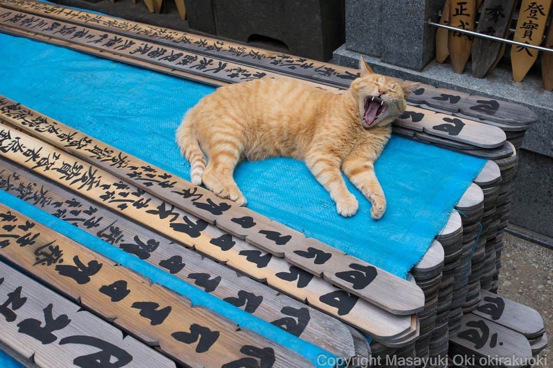 Masayukiさんのインスタグラム写真 - (MasayukiInstagram)「卒塔婆、守ります。  #cat #ねこ」6月7日 20時01分 - okirakuoki