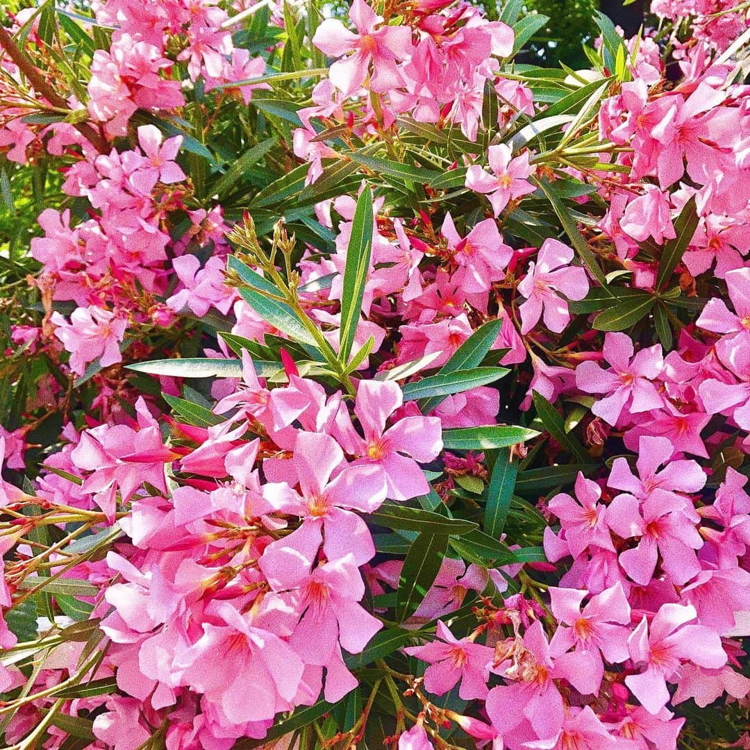 神田れいみさんのインスタグラム写真 - (神田れいみInstagram)「綺麗。なんていうお花だろ。🥰💐」6月7日 14時41分 - kandareimi
