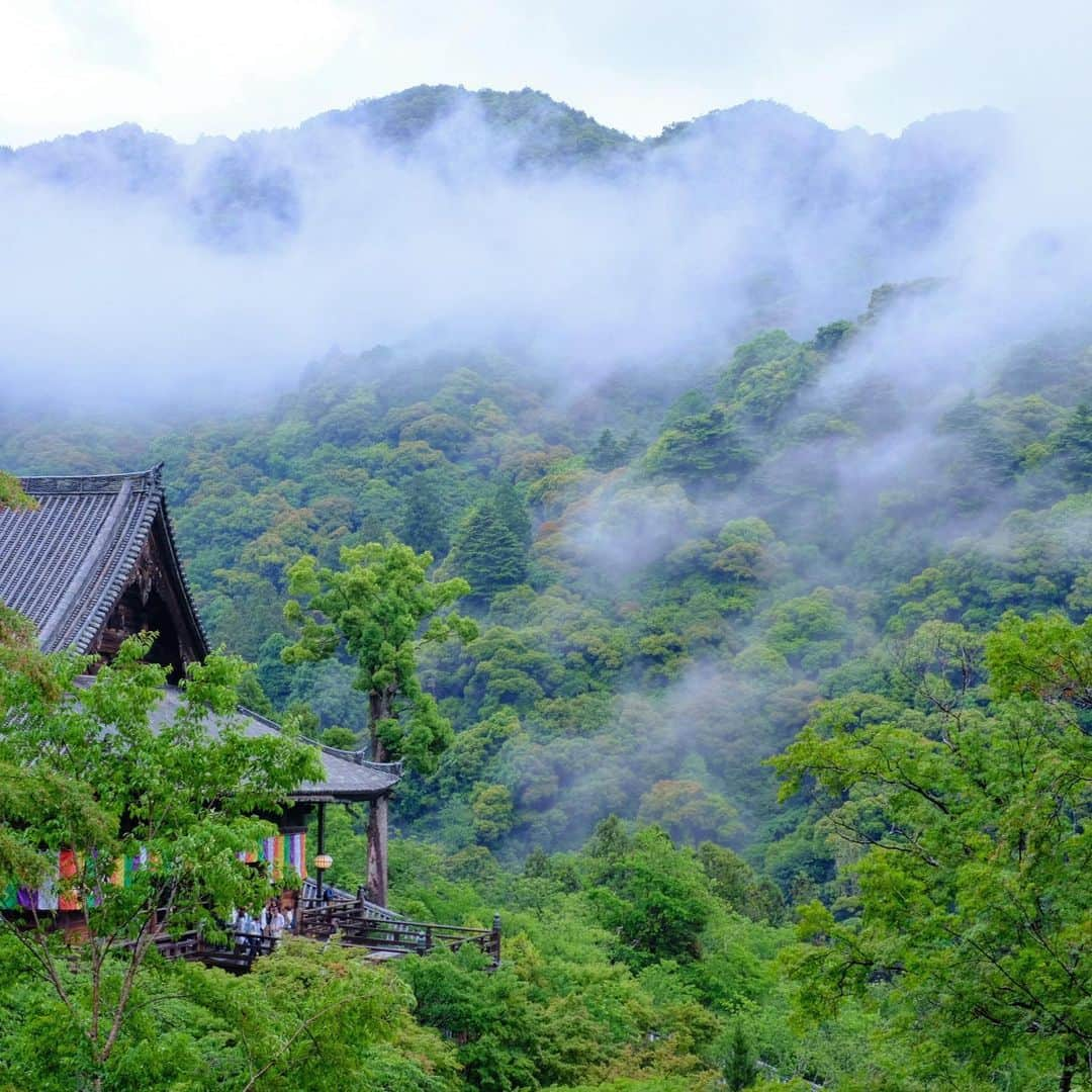 奈良 長谷寺 / nara hasederaさんのインスタグラム写真 - (奈良 長谷寺 / nara hasederaInstagram)「#芒種 来たりて#梅 瑞瑞し  We have entered the #rainyseason .  #長谷寺 #奈良長谷寺 #総本山長谷寺 #花の御寺 #奈良 #hasedera #hasederatemple #temple #japan #japanesetraditional #pilgrimage #nara #tourism #sightseeing #japanesetemple #西国 #西国三十三所 #霊場 #巡礼 #四寺巡礼 #やまとびとツアーズ #長谷寺が好き #うましうるわし奈良」6月7日 15時09分 - hase_dera