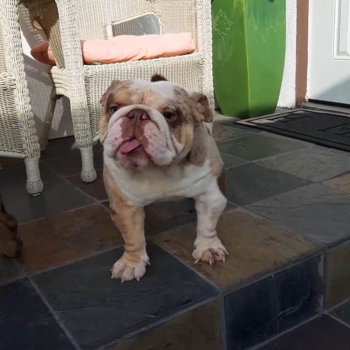 Oprahnbooのインスタグラム：「UNCLE FESTER.  #dogoftheday #doglover #englishbulldog #dog #merle #38lbs #tag #share」