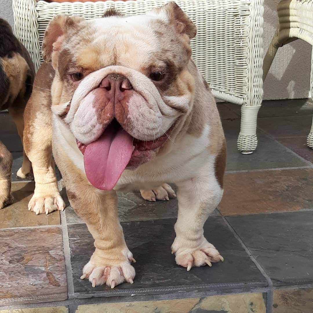 Oprahnbooのインスタグラム：「Uncle fester.  #merle #englishbulldog #share #38lbs #tag #lovwhim」