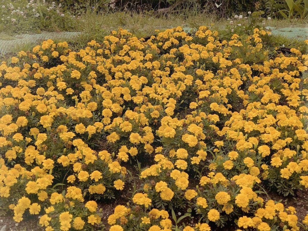 のインスタグラム：「It makes me happy. 🌼💛」