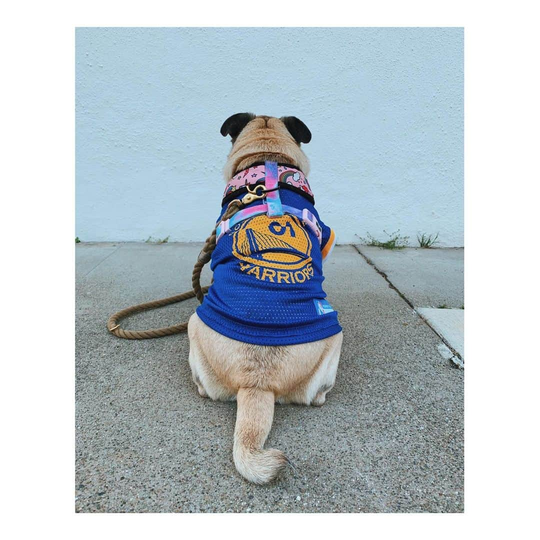 Melissa Santiagoさんのインスタグラム写真 - (Melissa SantiagoInstagram)「💙💛💙💛 #LeicaHarrietPancakes #DailyPug #dubnation #goldenstatewarriors #Pug」6月7日 15時55分 - shortformelissa