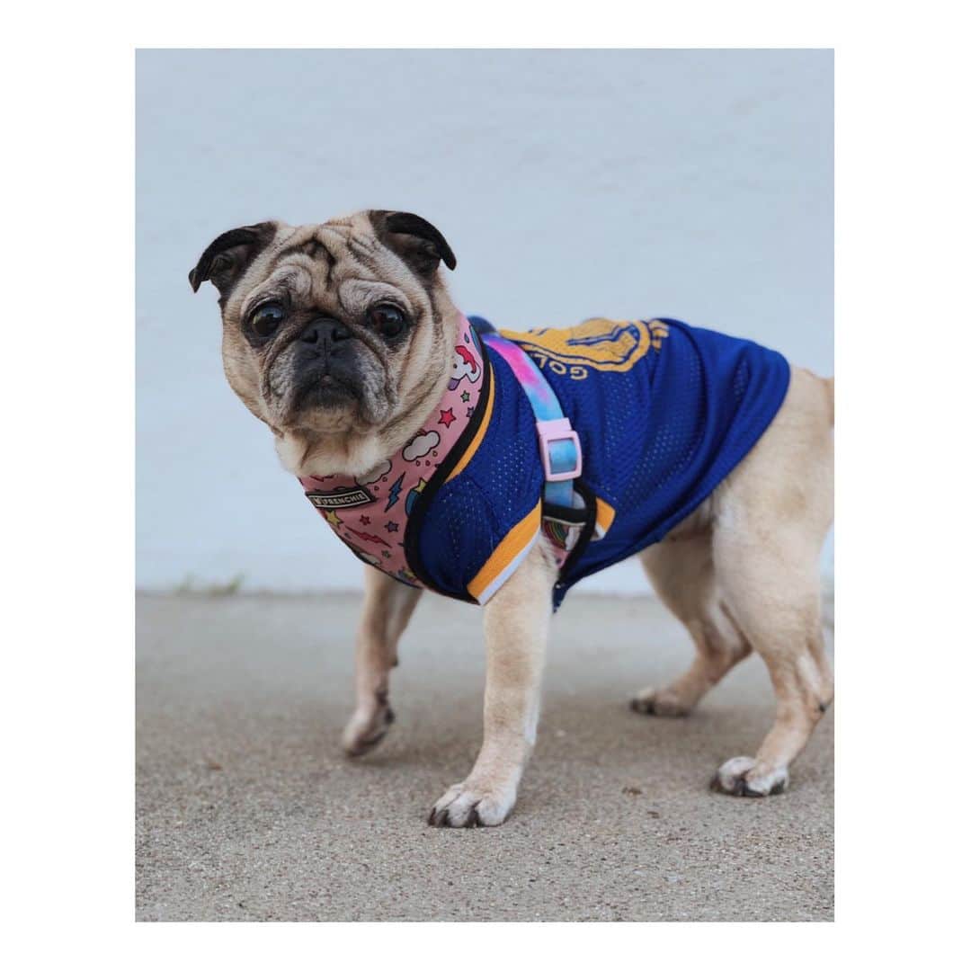 Melissa Santiagoのインスタグラム：「💙💛💙💛 #LeicaHarrietPancakes #DailyPug #dubnation #goldenstatewarriors #Pug」