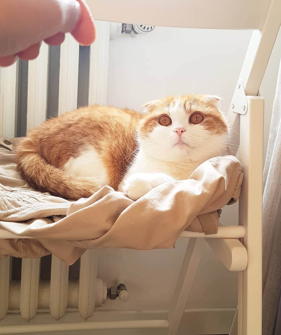 Nana _The Scottish Foldのインスタグラム：「Every morning she goes to the windows and tells me with her eyes to open them 😂 . .  아침마다 조용히 창문열라고 눈으로 압박하고요 새들이 마니 날라댕김요... ogni giorno lei va alla finestra guardare fuori per uccelini🐦 . . #고양이 #猫 #ねこ #スコ #cat #cats #catstagram #catsofinstagram #instagramcats #instacat #bestmeow #catoftheday #catsofworld #catsloversworld #catsofday #냥스타그램 #또앙 #귀여워 #냥이 #caturday #gatos #cats_of_instagram #ilovemycat #catselfie #kittensofinstagram #kittens #catsdaily #kucing #mao」