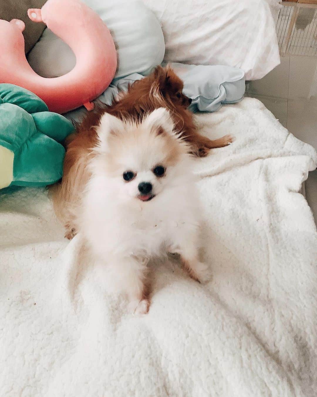 r_oseのインスタグラム：「I wanna sit on the couch 🐰〰️」