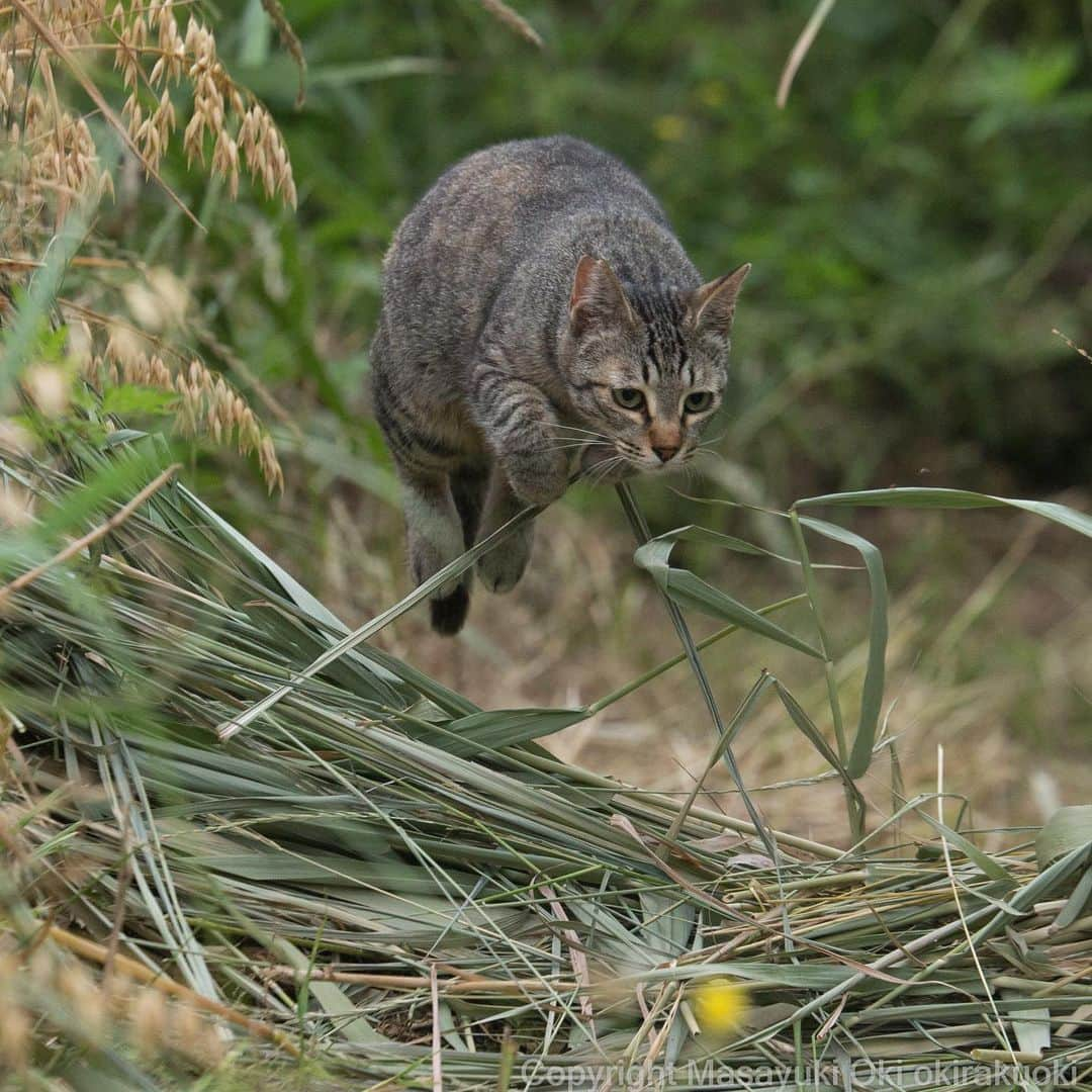 Masayukiさんのインスタグラム写真 - (MasayukiInstagram)「余裕で越える。  #cat #ねこ」6月7日 16時52分 - okirakuoki