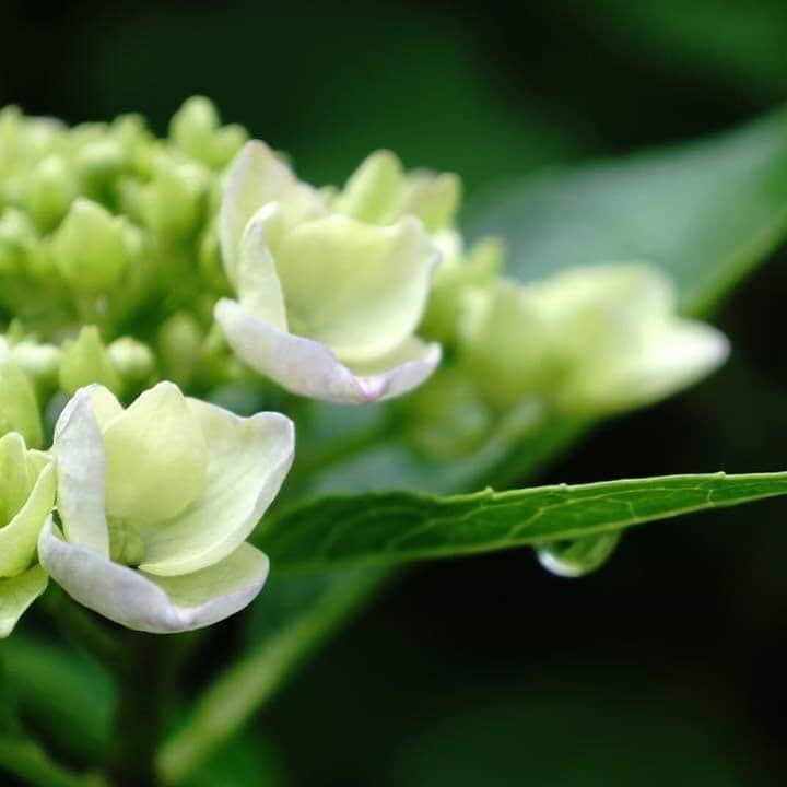 KANEBO OFFICIALさんのインスタグラム写真 - (KANEBO OFFICIALInstagram)「HYDRANGEA 雫滴るあじさいに見惚れて。 I like rain because it is the essence of your life. 写真提供:@_____10_______mo #flower #hydrangea #rainyday #beautiful #nature #natural #relax #flowerstagram #beautiful #freshflowers #purple #photo #豊かな生活 #贅沢な時間 #丁寧な暮らし #暮らしを楽しむ #紫陽花 #あじさい #花のある暮らし #梅雨 #リラックスタイム #自然 #花 #癒やし #季節の花 #四季 #景色 #雨の日 #kaneboglobal #kanebo」6月7日 17時30分 - kaneboofficial