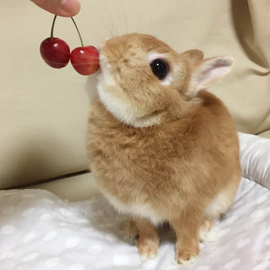 ?まるるさんのインスタグラム写真 - (?まるるInstagram)「* * 1年ぶりのさくらんぼ🍒 ずーっとスリスリしてるw 後で切ってあげるね🍒 * * #うさぎ#ネザーランドドワーフ#ふわもこ部#rabbit#lapin#cutepetclub#WeeklyFluff #bunnystagram#rabbitstagram#instapet#さくらんぼ#20190607」6月7日 17時52分 - pupupopo_