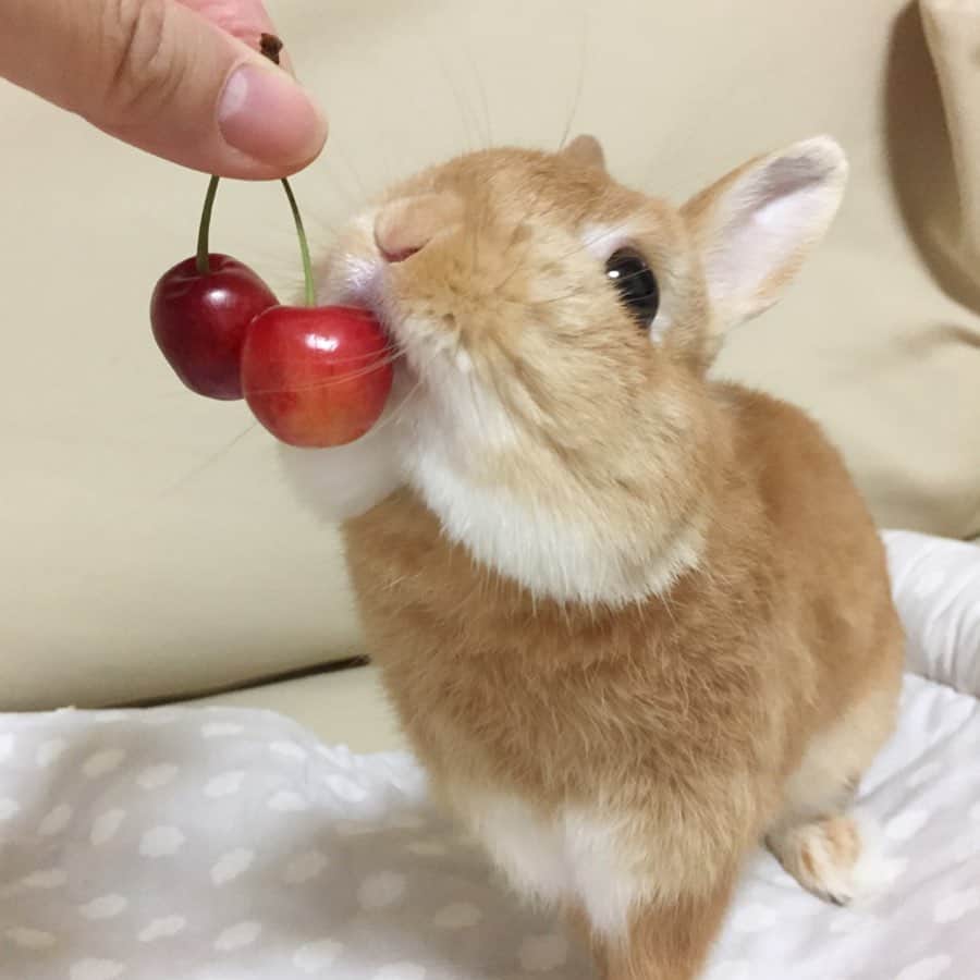 ?まるるのインスタグラム：「* * 1年ぶりのさくらんぼ🍒 ずーっとスリスリしてるw 後で切ってあげるね🍒 * * #うさぎ#ネザーランドドワーフ#ふわもこ部#rabbit#lapin#cutepetclub#WeeklyFluff #bunnystagram#rabbitstagram#instapet#さくらんぼ#20190607」