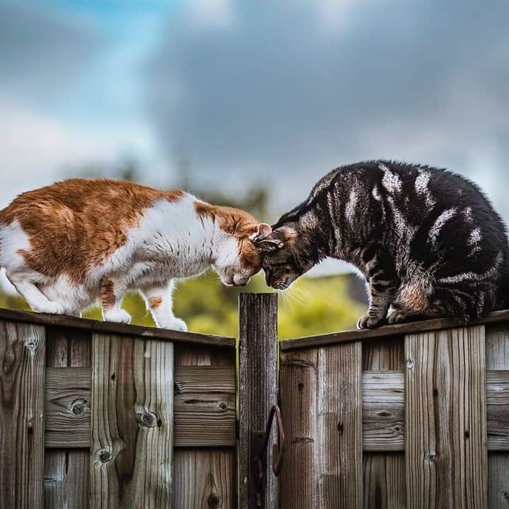 Aww Clubさんのインスタグラム写真 - (Aww ClubInstagram)「Buddies / Brofurs for life⠀ ⠀ 📷@felicefelines⠀ ⠀ #meowed #felicefelines #🇳🇱 #canonnederland  #canonphotos #fantasticearth #500px」6月7日 18時00分 - meowed