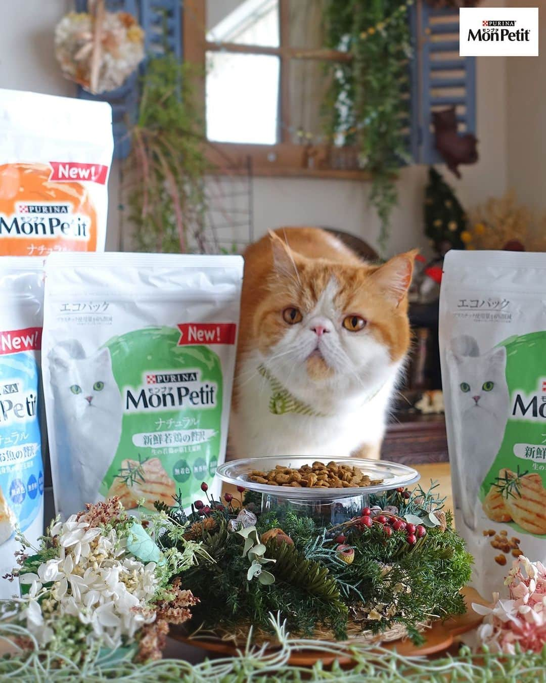 Purina Mon Petit Japanさんのインスタグラム写真 - (Purina Mon Petit JapanInstagram)「「モンプチ ドライ ナチュラル」の間から﻿ ひょっこり顔を出すネコちゃん💕﻿ ﻿ 「モンプチ ドライ ナチュラル」は﻿ 無着色、無香料、保存料不使用でネコちゃんの﻿ からだを考えた安心のナチュラル設計🐾﻿ 更には環境にも優しいエコパッケージなんです♪﻿ ﻿ 気になる味は・・・﻿ ◇天然お魚の贅沢﻿ ◆新鮮若鶏の贅沢﻿ ◇白身魚とチキンの贅沢﻿ の3種類から選べますよ🐟🐔﻿ ﻿ "ナチュラルグルメ"はじめてみませんか？🐾﻿ ﻿ ＼画像をタップすると購入できます／﻿ -------------------------------------﻿ ﻿ #モンプチ #ドライナチュラル #キャットフード #ナチュラルフード #オーガニックフード #ねこ #ネコ #猫 #にゃんこ #にゃんすたぐらむ #ねこすたぐらむ #にゃんだふるライフ #ねこ部 #猫部 #にゃんこ部 #猫好き #猫大好き #猫がいる生活 #猫のいる暮らし #猫好きな人と繋がりたい #猫好きさんと繋がりたい #猫の気持ち #猫用品 #猫と暮らす #猫写真 #猫のおやつ #おやつ #neko #cat #cats」6月7日 18時02分 - monpetit_jp