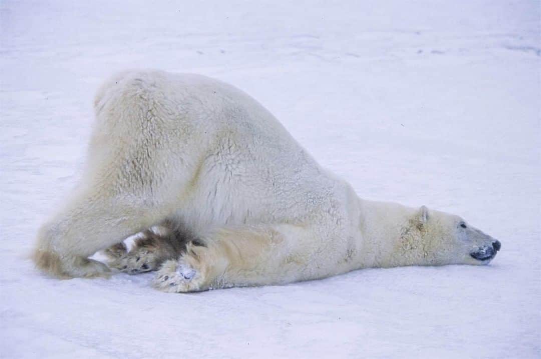 のインスタグラム：「Photo by Paul Nicklen @paulnicklen | It is fun to post an anthropomorphic image like this as people seem to relate to certain behavior by a wild animal. Quite often, when I am in the company of wildlife, I will put down my camera and just watch wild and free animals do wild things. It is always incredibly entertaining, and I always learn something of value when I am in the company of these majestic and charismatic species. Please #FollowMe on @PaulNicklen as I share my favorite moments while on this photographic journey.」