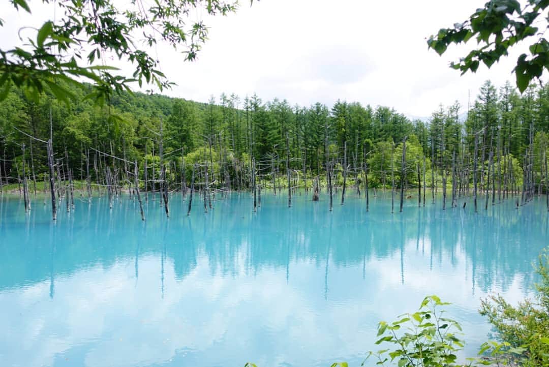 茶乃さんのインスタグラム写真 - (茶乃Instagram)「2019/06/22 昨日の青い池。 曇りのち雨の予報だったから、曇りのうちに見られたらいいなぁと向かったら、運良く晴れた☀️🙌 * #美瑛 #青い池」6月22日 12時37分 - chanoiro