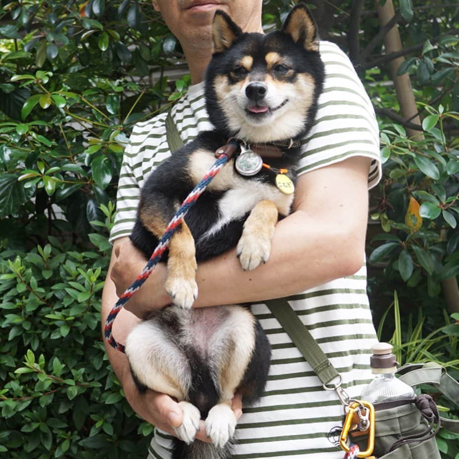 黒豆柴こむぎのインスタグラム