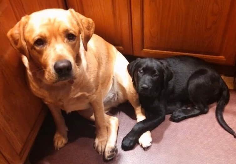 Jake And Gingerさんのインスタグラム写真 - (Jake And GingerInstagram)「Baby Jake and Jake n Ginger’s puppies throwbacks ❤️ #worldoflabs #fab_labs_ #talesofalab #labs_of_insta #weeklyfluff #dogsofinstagram」6月22日 13時12分 - jake_n_ginger