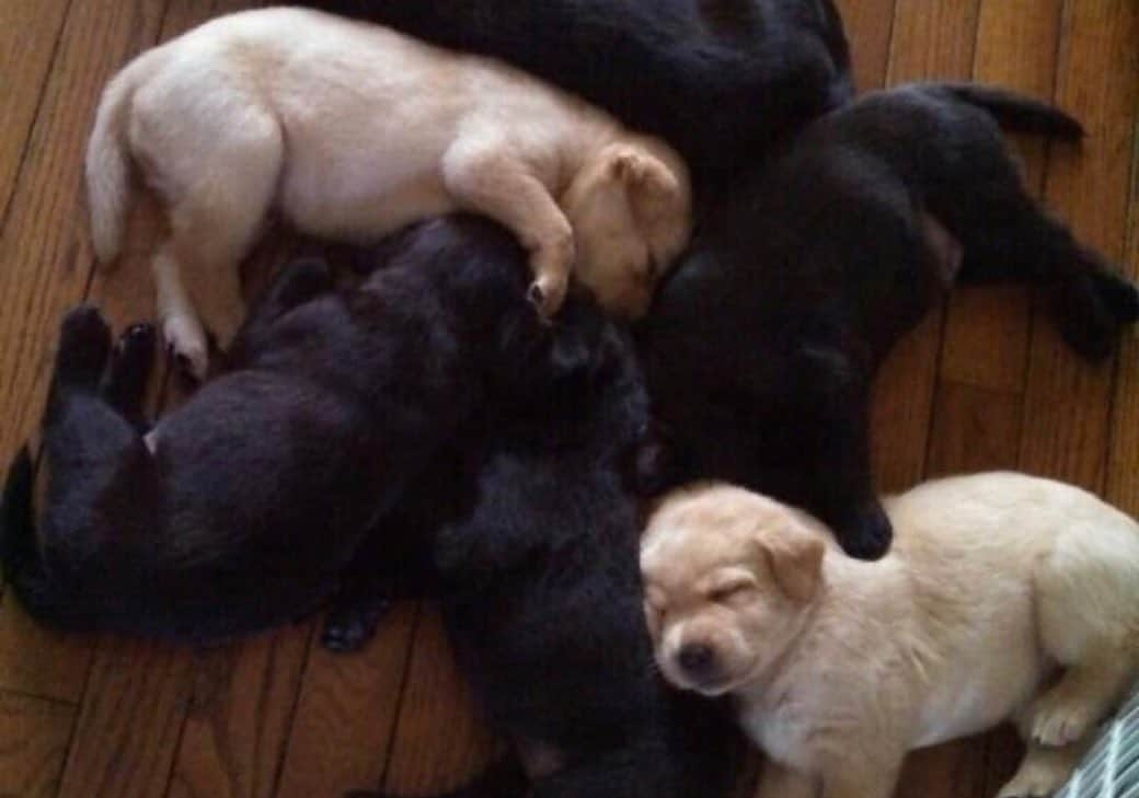 Jake And Gingerさんのインスタグラム写真 - (Jake And GingerInstagram)「Baby Jake and Jake n Ginger’s puppies throwbacks ❤️ #worldoflabs #fab_labs_ #talesofalab #labs_of_insta #weeklyfluff #dogsofinstagram」6月22日 13時12分 - jake_n_ginger