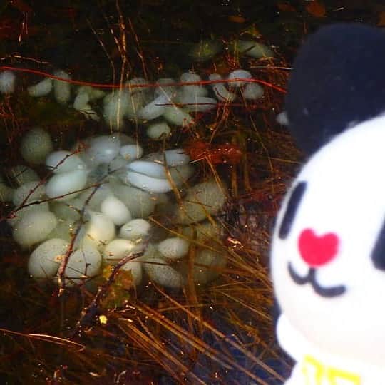 テレ朝newsさんのインスタグラム写真 - (テレ朝newsInstagram)「途中の池で見つけた水の中の白い塊。これは天然記念物のサンショウウオの卵です。 . . #冒険ゴーちゃん。#テレビ朝日 #テレ朝 #news #六本木 #東京 #japan #テレビ #テレビが好きな人と繋がりたい #写真 #写真好きな人と繋がりたい #photography #nofilter #ゴーちゃん #ごーちゃん #panda #おでかけ #fun #climbing #ぬいどり #新潟 #八海山 #snow #mountain #TrailRunning」6月22日 13時21分 - tv_asahi_news