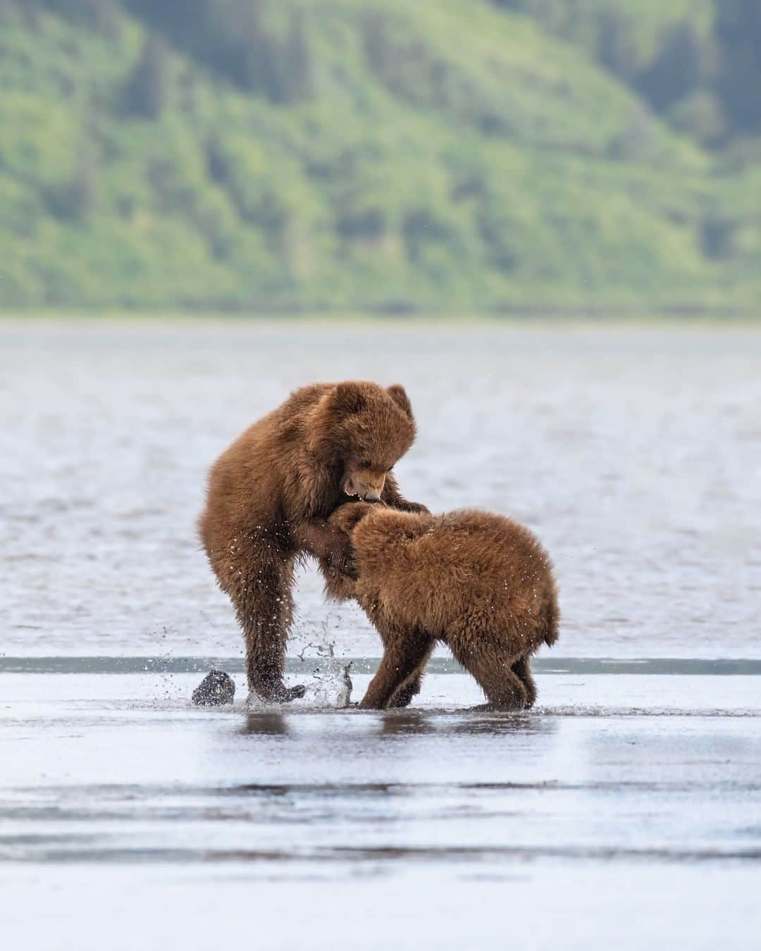 Nikon Australiaさんのインスタグラム写真 - (Nikon AustraliaInstagram)「"As we watched these two brown bear cubs follow their mother across the mudflats of Lake Clark National Park, one discovered a clam and a fight erupted. This play fighting is actually quite good, as it enables them to learn vital skills necessary for survival in the world beyond their mother's protection." - @maxnicholsphoto⁣  Camera: Nikon #D850 Lens: AF-S NIKKOR 200-500mm f/5.6E ED VR Lens Settings: 1/1250s | f/8 | ISO 640  #Nikon #MyNikonlife #NikonAustralia #Photography #Nikkor #NikonTop #NikonPhotography #DSLR #WildlifePhotography #LakeClarkNationalPark #BrownBears」6月22日 13時30分 - nikonaustralia