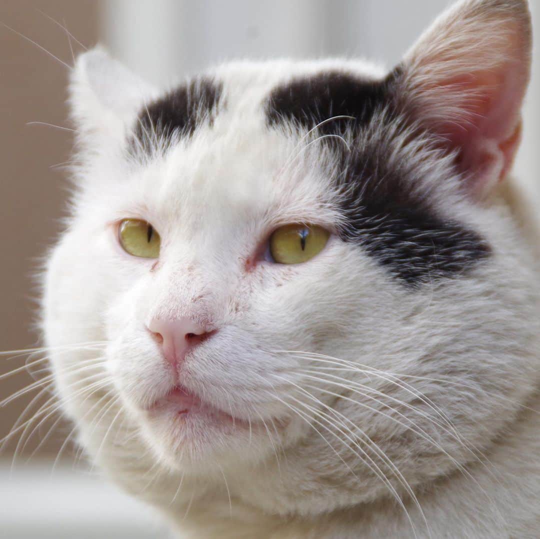 Kachimo Yoshimatsuのグルメインスタ