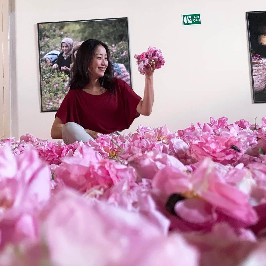 高野あゆ美さんのインスタグラム写真 - (高野あゆ美Instagram)「🌹🌹🌹 #filtresiz #nofilter #ısparta #happy #roses #mutluluk #güller #薔薇のプール #トルコ は薔薇の産地なのです。めっちゃいい香り〜🥀」6月22日 4時58分 - ayumi.takano