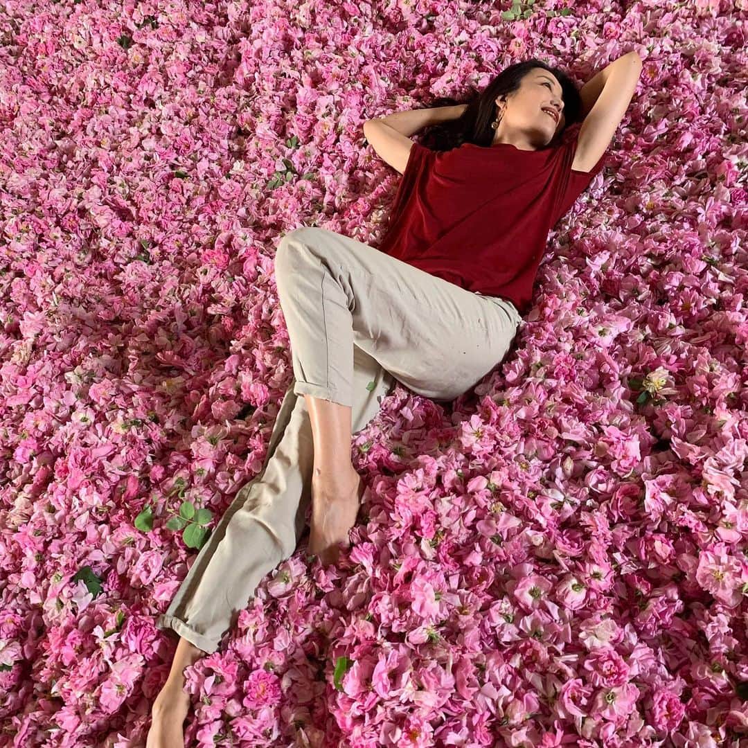 高野あゆ美さんのインスタグラム写真 - (高野あゆ美Instagram)「🌹🌹🌹 #filtresiz #nofilter #ısparta #happy #roses #mutluluk #güller #薔薇のプール #トルコ は薔薇の産地なのです。めっちゃいい香り〜🥀」6月22日 4時58分 - ayumi.takano