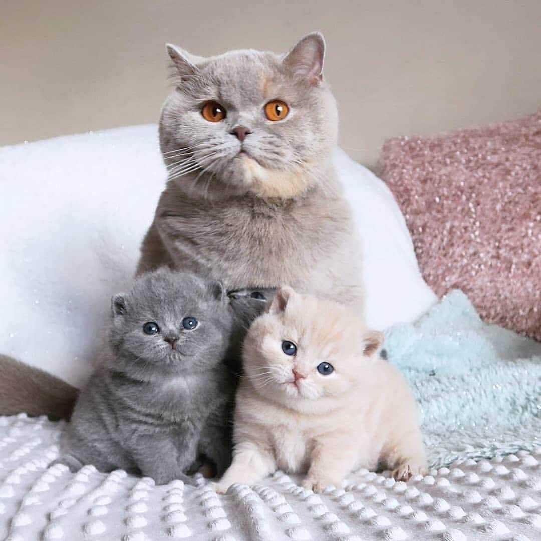 Cute Pets Dogs Catsさんのインスタグラム写真 - (Cute Pets Dogs CatsInstagram)「Family 😻😸 📩 Submit your cat’s photo to our contest email to be featured! ❤️ . . . From: @unknown Notification ON 💙  #kittens_of_world and notifications ON to be featured! 😻 #kitty #cats #kedi #katze #แมว #猫 #ねこ #ネコ #貓 #고양이 #Кот #котэ #котик #кошка #catlove #catsgram #cutecat #cutecats #meow #kittycat #catinstagram #cats_of_instagram #ilovemycat #catsofig #thedailykitten #bestmeow #excellent_cats」6月22日 5時04分 - dailycatclub
