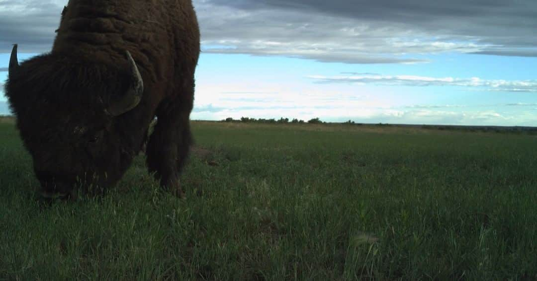 スミソニアン国立動物園さんのインスタグラム写真 - (スミソニアン国立動物園Instagram)「#Bison graze, trample and roll on prairie grasslands, and they support hundreds of other prairie species. Our scientists use tracking collars and 📸traps to learn more about bison movement and how they affect their ecosystem. #ConservationCam #CameraTrap」6月22日 5時20分 - smithsonianzoo