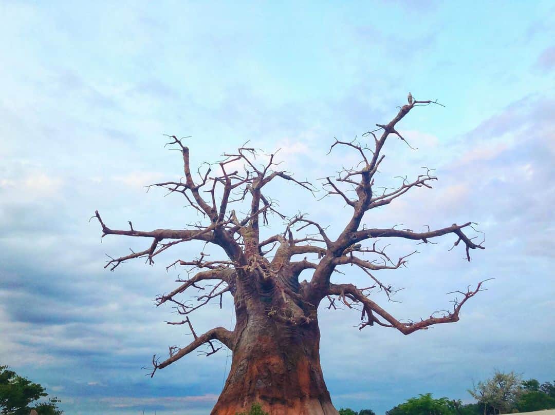 新倉瞳さんのインスタグラム写真 - (新倉瞳Instagram)「Baobab in zoo zürich  夕暮れ時、息抜きに訪れたチューリッヒの動物園のアフリカゾーンにて初めて見るバオバブの木。  #baobab #zoozürich」6月22日 5時58分 - hitominiikura