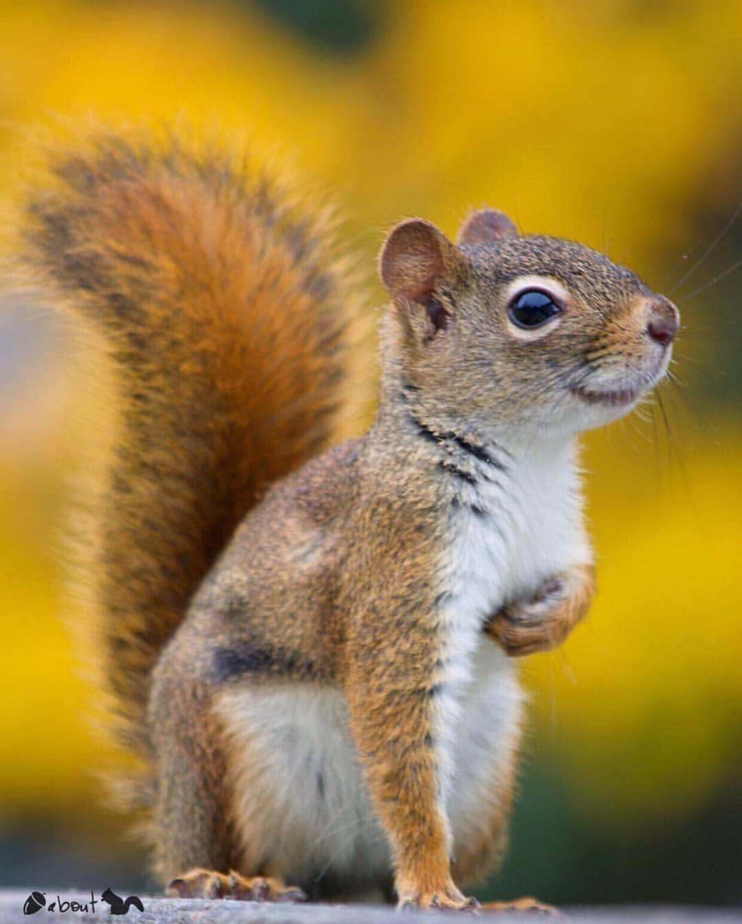 エイミー・セダリスさんのインスタグラム写真 - (エイミー・セダリスInstagram)「#Repost @nuts_about_squirrels ・・・ 🐿 Nuts Photo of the Day! 🐿 ••••••••••••••••••••••••••••••••••••••••••• 🌰 @katieruthphoto . . Squirrel: American Red (Tamiasciurus Hudsonicus) Location: Canada 🇨🇦 . . Congratulations!! You are certainly #nuts_about_squirrels ✨ . Thanks for tagging! . 👉🏻 Posted by @mfw_wildlife . 🌍 Please support our new venture!🔜 @Nuts_About_Nature_ Posting Top quality photography whilst promoting the conservation of our beautiful world of nature!🌳 #nuts_about_nature . . #katieruthphoto_nas . . ✨ Part of the Nuts About Team ©️ @Nuts_About_Wildlife 🦌 &  @Nuts_About_Birds 🦉 for lots of fun photos ✨ •••••••••••••••••••••••••••••••••••••••••••••• cc  @cowpi32  @pjlvr @mr_eichhorn_the_squirrel @Keerpryz @vlj_photography . #animal_sultans #igw_nature #nature_uc #animal_captures #ic_animals #love_natura #animalsaddict #splendid_animals #instanaturefriends_  #ic_animals」6月22日 6時07分 - amysedaris