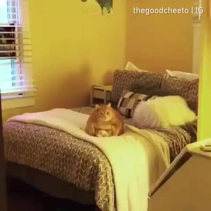 Aww Clubのインスタグラム