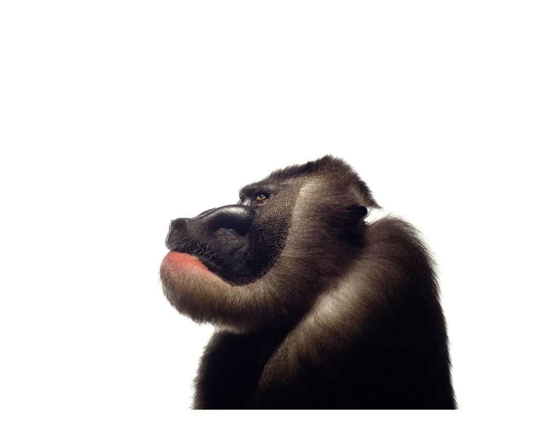 のインスタグラム：「Photo by James Balog @james_balog | Emotion (n.): a natural instinctive state of mind deriving from one's circumstances, mood, or relationships with others.  A photo of a mad mandrill from Survivor, my series on endangered wildlife.」