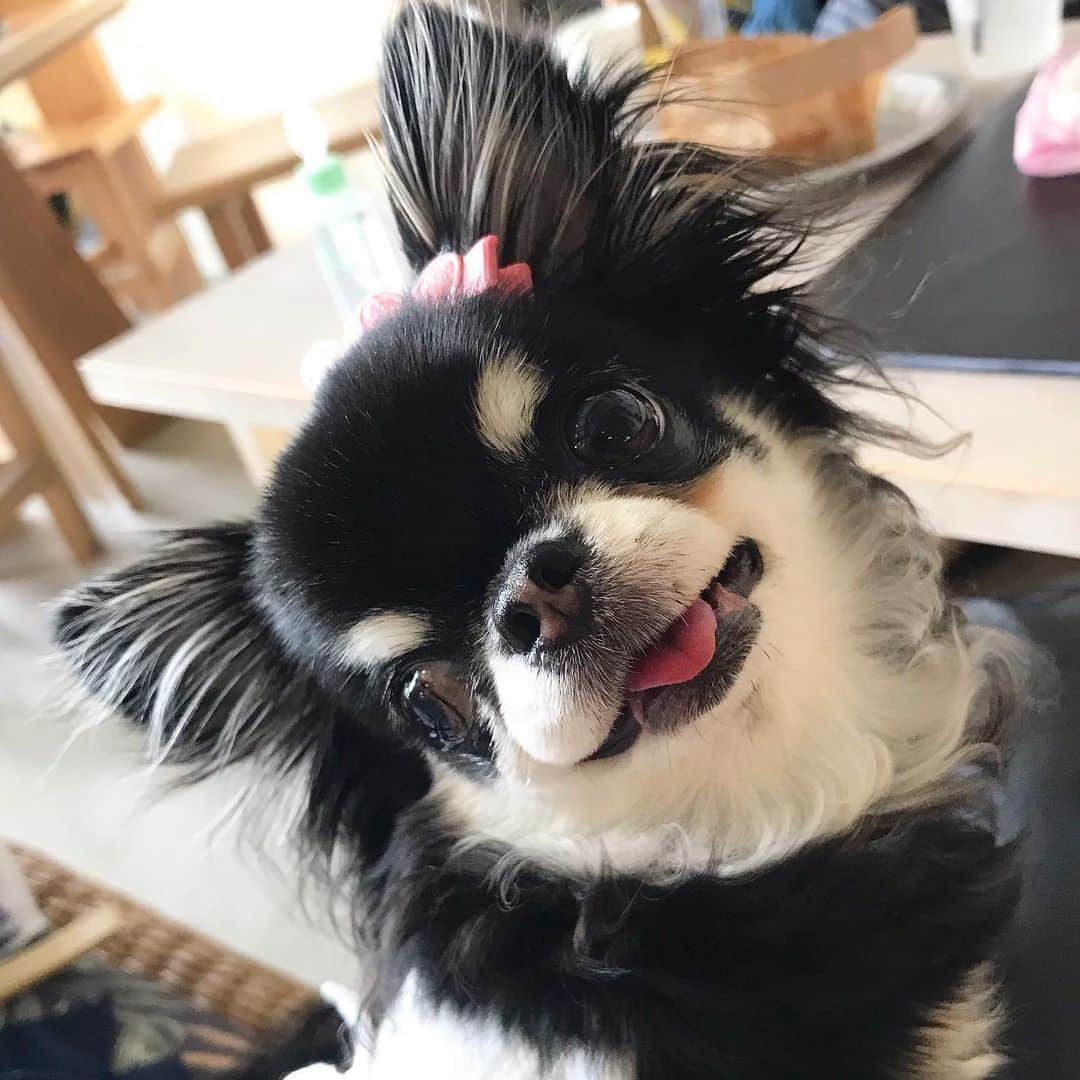 kayoのインスタグラム：「* * めろめろ〜💗って呼んだら こんな可愛いお顔で振り返った😍🥰✨✨✨ * * Melon💗 * * #chihuahua#chihuahualove#dogstgram#dog#instadog#チワワ#チワワ大好き * *」