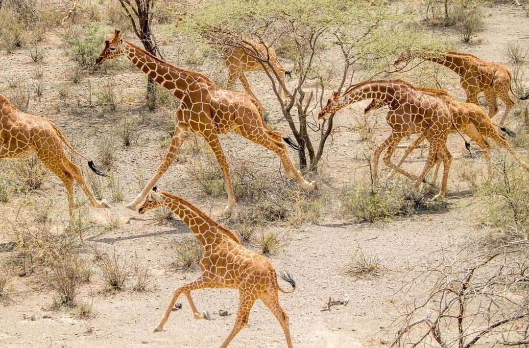 National Geographic Travelさんのインスタグラム写真 - (National Geographic TravelInstagram)「Photo by @amivitale | It's World Giraffe Day and they need our help. Giraffe are undergoing what is being termed a silent extinction. Populations across Africa have dropped nearly 40 percent in three decades and reticulated giraffe, one of the four giraffe species, (pictured here running inside northern Kenya's Leparua Community Conservancy) number fewer than 16,000. The decline is thought to be caused by habitat loss and fragmentation and poaching, but with the lack of long-term conservation efforts in the past, it's hard to know exactly. Scientists are now undertaking major studies to understand why giraffe are disappearing and what can be done to stop it. For a recent @natgeo story, I followed a group from the Giraffe Conservation Foundation (@giraffe_conservation), the San Diego Zoo Global (@sandiegozoo), and the Northern Rangelands Trust (@nrt_kenya) as they worked to collar and tag 11 giraffe in the Loisaba (@loisaba_conservancy) and Leparua Conservancies in Northern Kenya. Learn more by reading my @natgeo story "How to save the world's tallest animal" and follow @amivitale  @giraffe_conservation and @sandiegozoo  #giraffes #savegiraffe #northernkenya」6月22日 7時03分 - natgeotravel