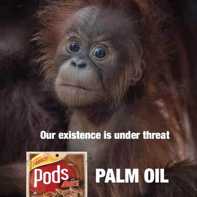 OFI Australiaさんのインスタグラム写真 - (OFI AustraliaInstagram)「Pods contain palm oil. _________________________________ 🐒 OFIA Founder: Kobe Steele 💌 kobe@ofiaustralia.com | OFIA Patron and Ambassador: @drbirute @orangutanfoundationintl www.orangutanfoundation.org.au 🐒  #orangutan #orphan #rescue #rehabilitate #release #BornToBeWild #Borneo #Indonesia #CampLeakey #orangutans #savetheorangutans #sayNOtopalmoil #palmoil #deforestation #destruction #rainforest #instagood #photooftheday #environment #nature #instanature #endangeredspecies #criticallyendangered #wildlife #orangutanfoundationintl #ofi #drbirute #ofi_australia #ofia #FosterAnOrangutanToday」6月22日 7時15分 - ofi_australia