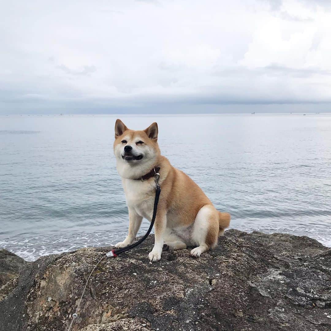 のインスタグラム：「おはよー！  #マル子  #柴犬  #shiba  #ギリギリマル子」