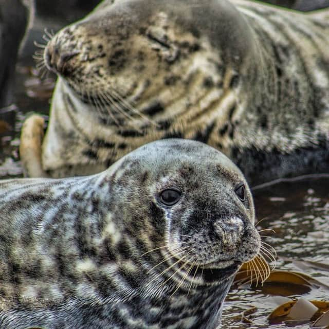 VICEさんのインスタグラム写真 - (VICEInstagram)「Animals like parrots and songbirds have long gotten credit for copying human sounds and mastering melodies.  Now, seals want some of that clout. 🎶  Head to the link in our bio to watch these fuzzies sing the 'Star Wars' theme song. ☑️ Image: Flickr/highlights6」6月22日 7時45分 - vice