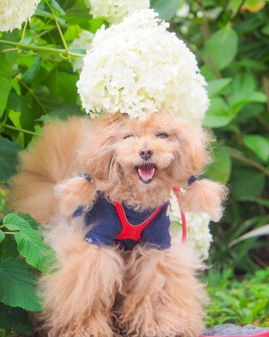 Toypoodle Mikuru?Asakusa Tokyoのインスタグラム：「20190622 Saturday. Good morning! Friends 💕 休日ロングあさんぽ❗️は まだできませんが 少し遠回りして帰りました👏🏻 . ❶ 帽子👒 ❷ 禁断のアナベル ❸ え！ ❹ 今年の紫陽花は小ぶりだなぁ ❺ わちゃわちゃ ❻ みくるの法則動画😄 今日はどっち？🤔 . お天気が不安定ですねー どうか雨が降りませんように🙏🏻 . #アナベル #紫陽花  #浅草寺」