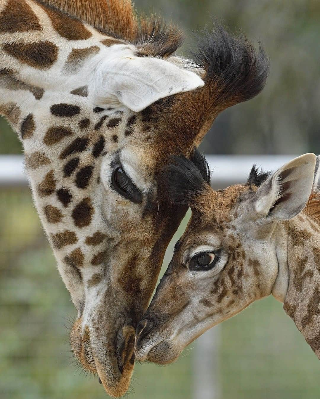 San Diego Zooさんのインスタグラム写真 - (San Diego ZooInstagram)「Stand tall for these majestic towers! Our Wildwatch Kenya volunteers have completed almost 10 years’ worth of giraffe conservation work to date, and we're incredibly grateful for their support. 🙏  These citizen scientists have provided researchers with crucial data to help identify the locations where giraffes travel, allowing them to update inaccurate range maps for the first time. Join our digital research team at WildwatchKenya.org 🦒 #WorldGiraffeDay #sandiegozoo #giraffes #girafficpark #stickyourneckout #citizenscience #EndExtinction 📷 Debbie Beals」6月22日 8時11分 - sandiegozoo