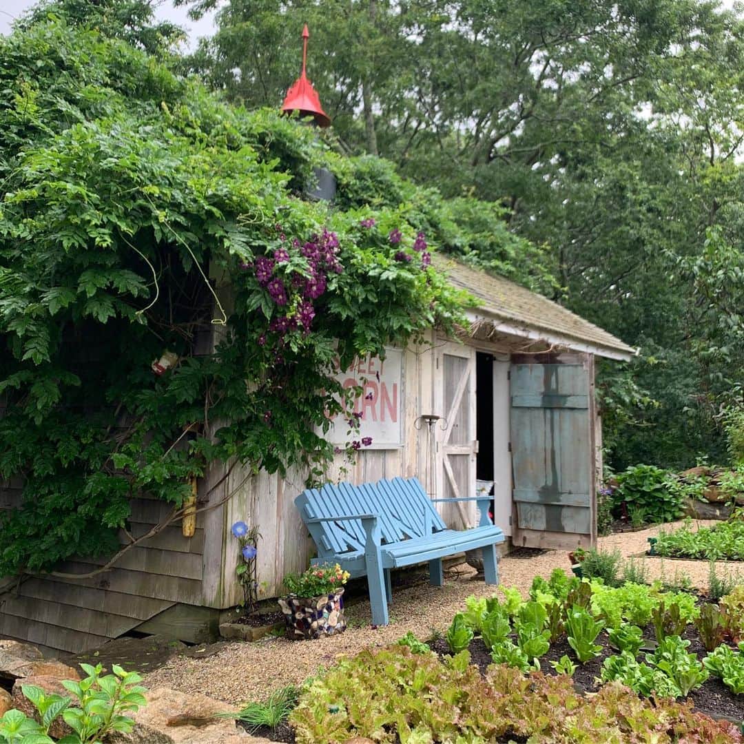 クリスティ・ブリンクリーさんのインスタグラム写真 - (クリスティ・ブリンクリーInstagram)「Happy Rainy First Day of Summer From My Organic Garden! PS it’s sunny and gorgeous now! 🌱🌺🌸🌼 #organic #garden #summer」6月22日 8時12分 - christiebrinkley