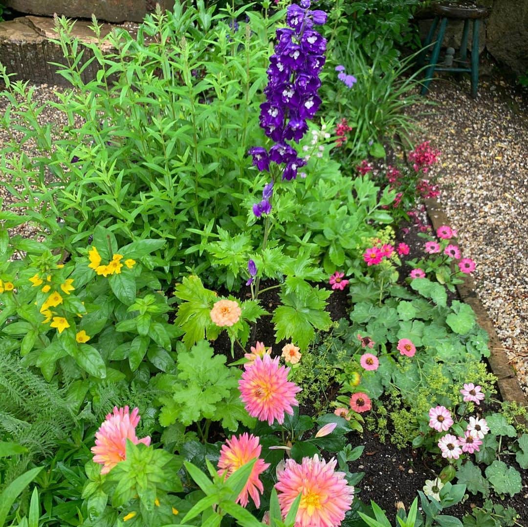 クリスティ・ブリンクリーさんのインスタグラム写真 - (クリスティ・ブリンクリーInstagram)「Happy Rainy First Day of Summer From My Organic Garden! PS it’s sunny and gorgeous now! 🌱🌺🌸🌼 #organic #garden #summer」6月22日 8時12分 - christiebrinkley