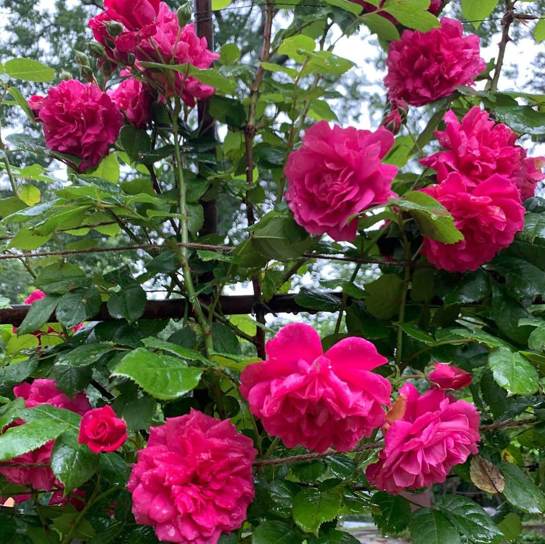 クリスティ・ブリンクリーさんのインスタグラム写真 - (クリスティ・ブリンクリーInstagram)「Happy Rainy First Day of Summer From My Organic Garden! PS it’s sunny and gorgeous now! 🌱🌺🌸🌼 #organic #garden #summer」6月22日 8時12分 - christiebrinkley